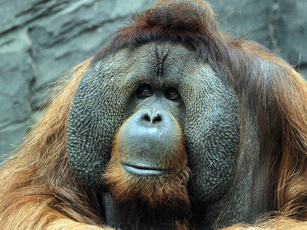 Orangutan, Rajang