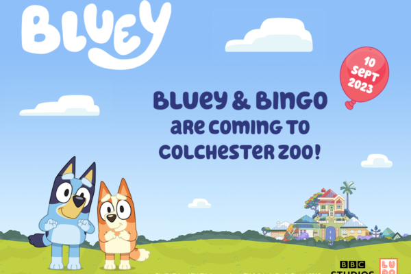 Bluey and Bingo are coming to Colchester Zoo