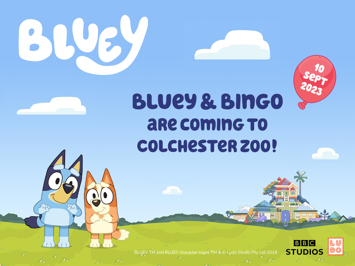Bluey and Bingo are coming to Colchester Zoo
