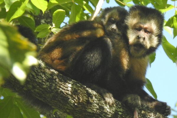 Capuchin Conservation