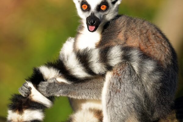 World Lemur Day 2022