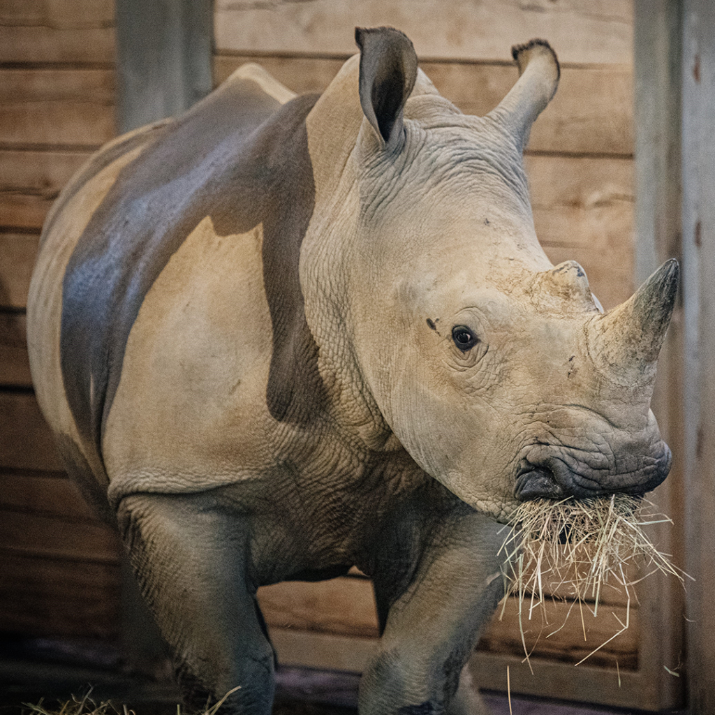 Lottie the White Rhino | Colchester Zoo