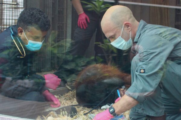 Amir assists Zoo vet Nic Masters, with a standard veterinary procedure for male Orangutan, Tiga. 