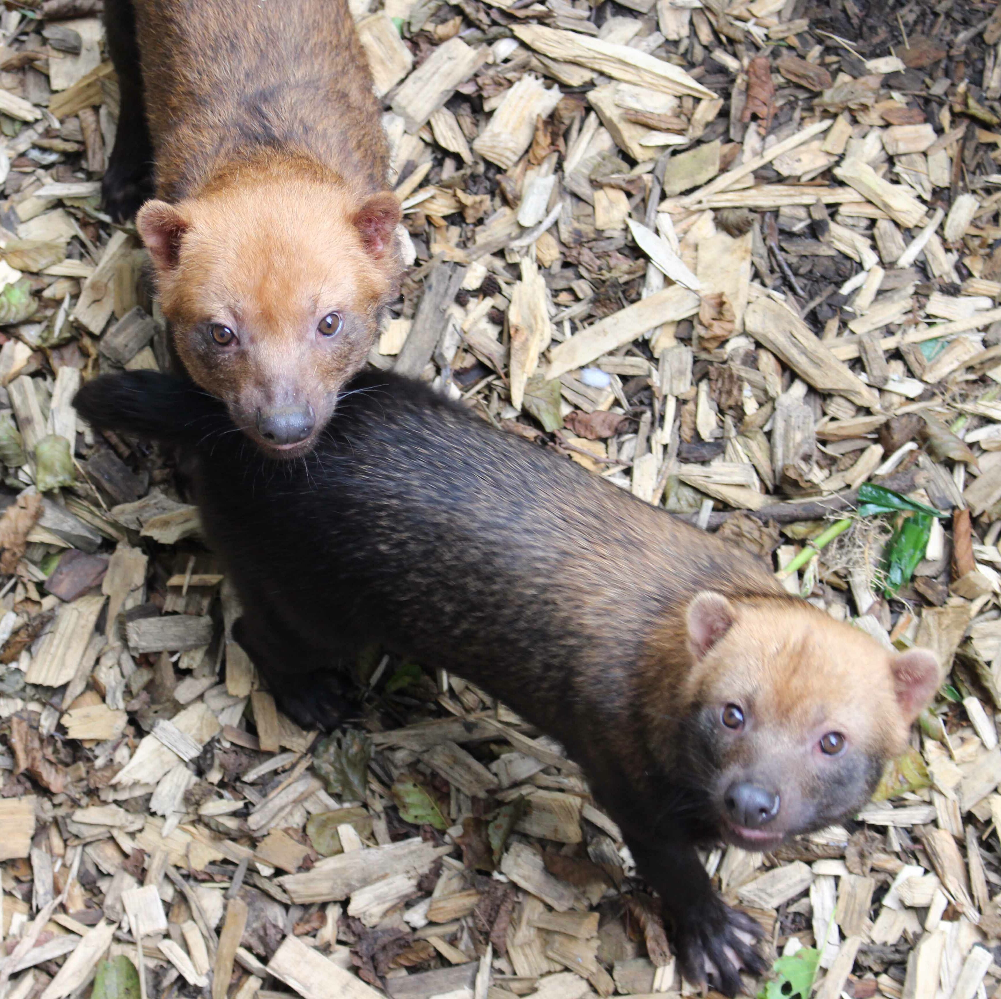 2 bush dogs in their enclosure.