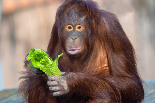 International Orangutan Day 2023