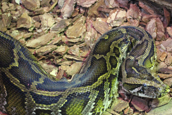 Colchester Zoo saddened to announce the passing of Sasha the Burmese Python