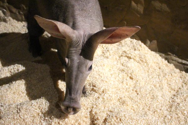 Oldest Aardvark in Europe passes away at the age of 32yrs