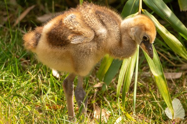 Crowned Crane Chick Hatches!