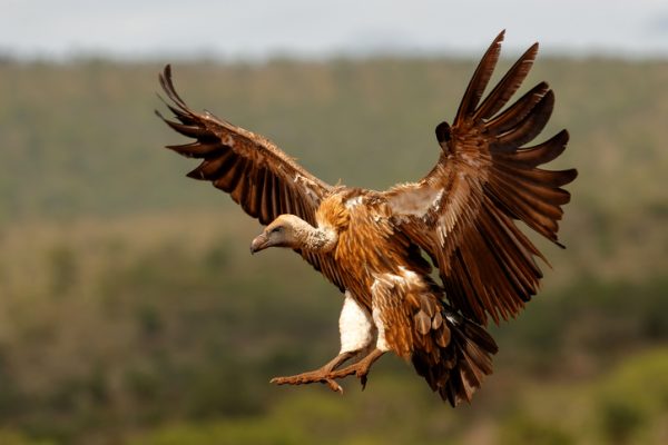 VulPro – Saving Vultures