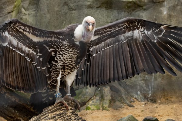International Vulture Awareness Day 2023