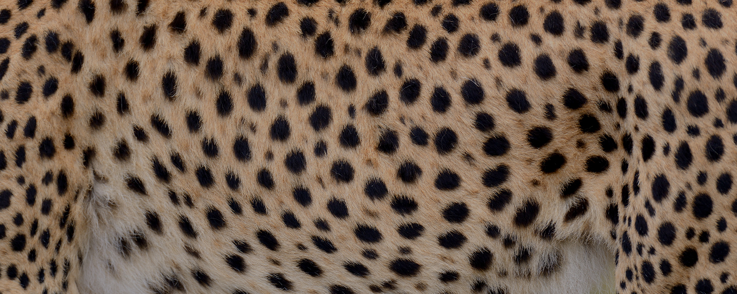 Cheetahs changing their spots