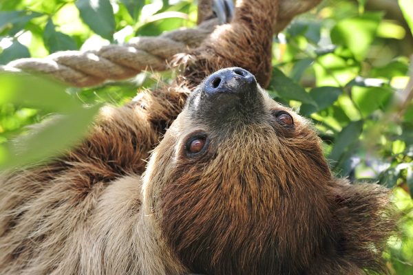 International Sloth Day 2023